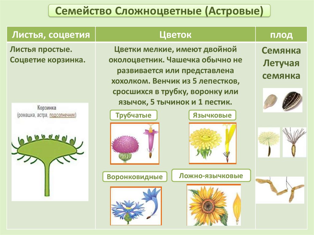 Подсолнечник жизненная форма тип соцветия листорасположение. Пестик у сложноцветных. Соцветие сложноцветных растений. Двудольные семейство Сложноцветные. Семейство Сложноцветные строение цветка.