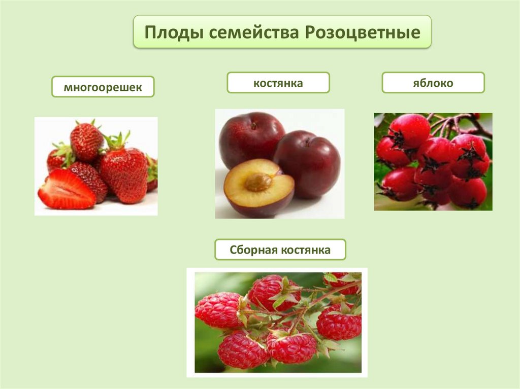 Плодовые представители. Семейство Розоцветные плод. Семейство Розоцветные плод костянка. Плод многоорешек семейство. Плод яблоко семейство Розоцветные.