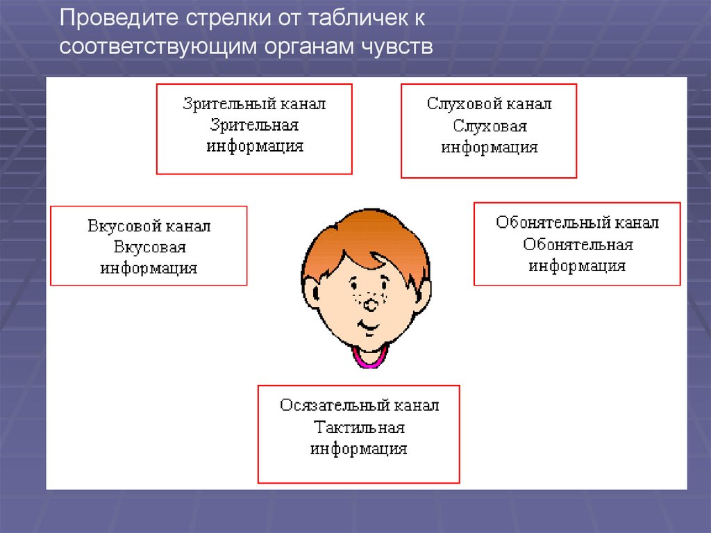 Как вы получили эту информацию. Информация и информационные процессы органы чувств. Систематизация информации в информатике.