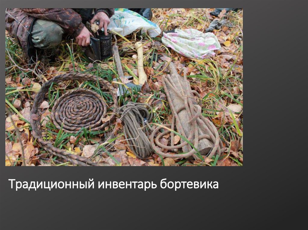 Традиционный инвентарь бортевика