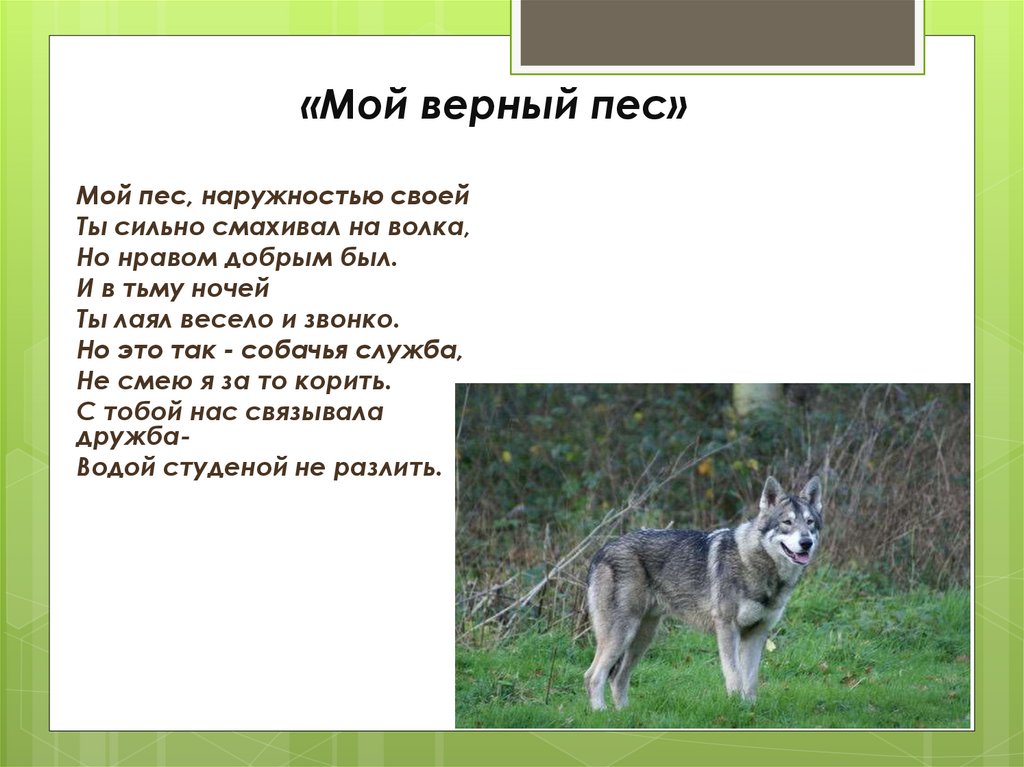 Мой верный. Мой верный пес. Мой верный пёс сочинение. Сочинение на тему верный пес. Мой верный пес ты всем хорош.