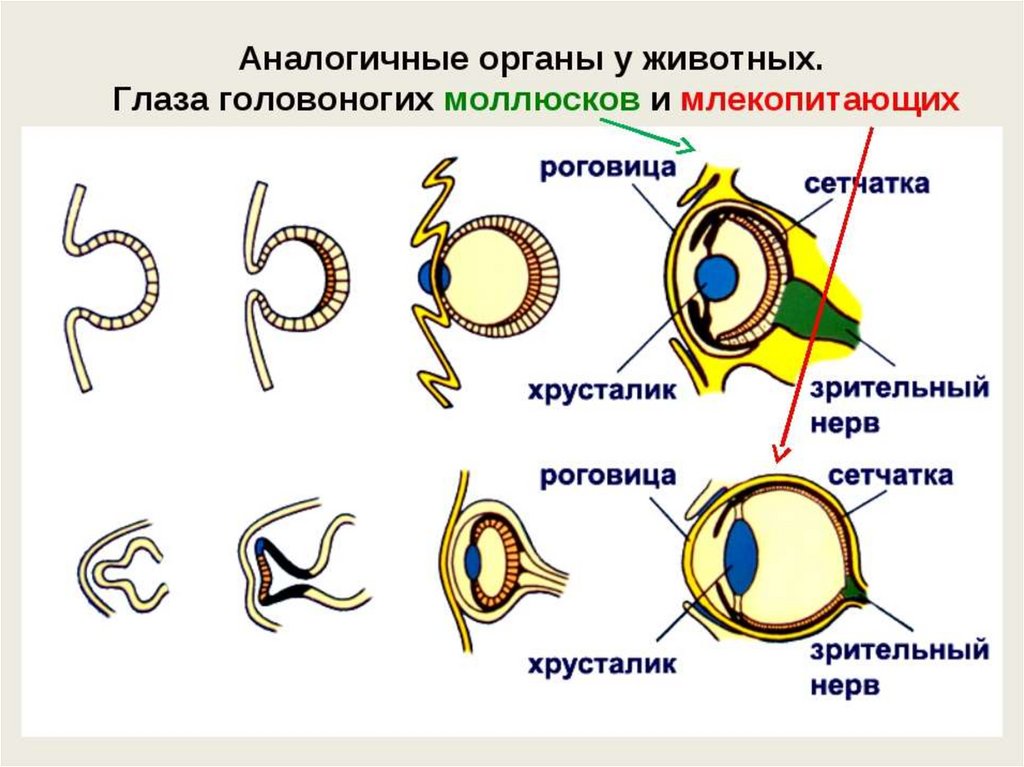 Органы чувств у животных. Головоногие моллюски строение глаза. Строение глаза головоногих. Схема строения глаза головоногого моллюска. Строение глаза наземных позвоночных и головоногих моллюсков.