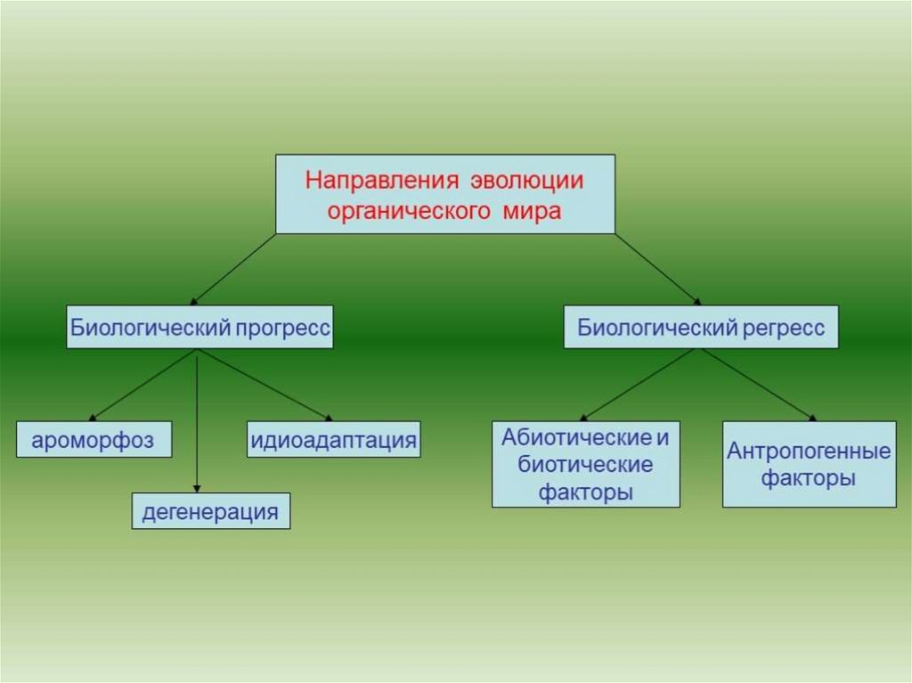 Главные направления эволюции 9 класс презентация