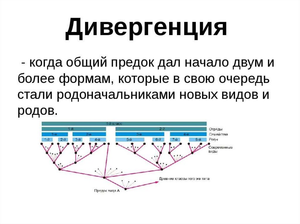 Центральное направление. Дивергенция. Дивергенция биология. Дивергенция презентация. Схема дивергенции.