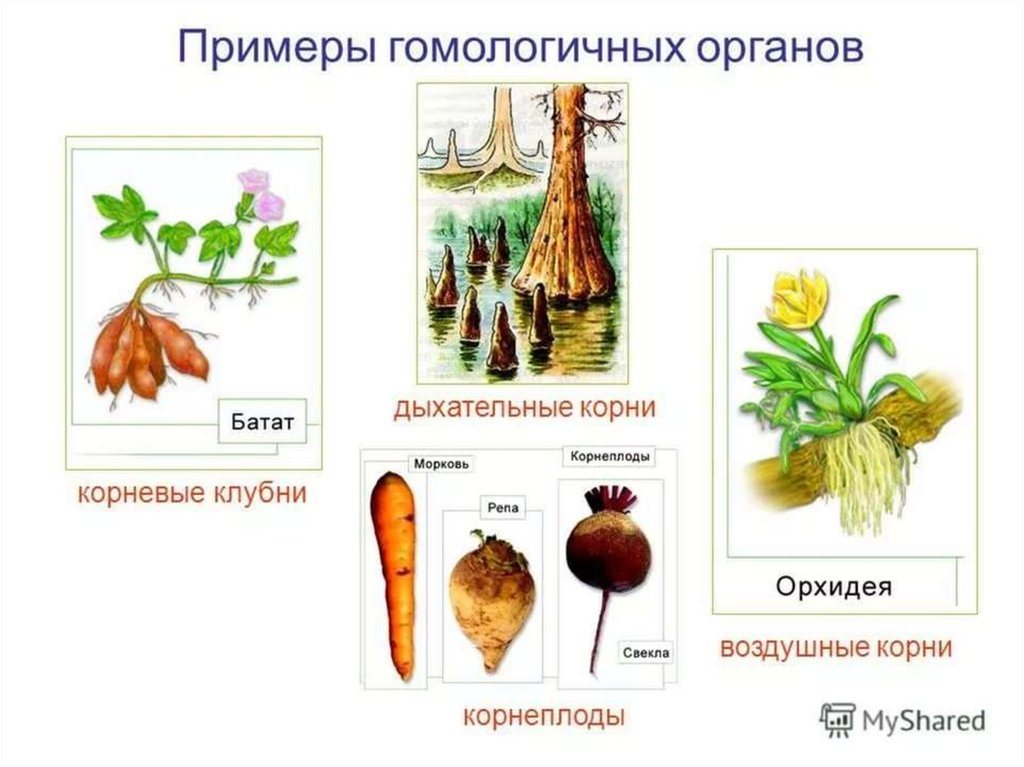 Примеры органов. Гомологичные органы растений примеры. Гомологичные и аналогичные органы растений и животных. Аналогичные и гомологичные органы растений. Гомологичные органы примеры у животных и растений.