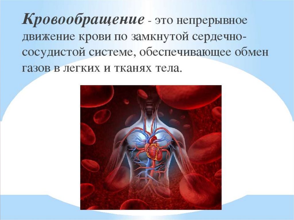 Непрерывное движение крови по организму. Система кровообращения. Строение кровообращения. Кровеносная система человека сердце. Сердечно сосудистая система круги кровообращения.