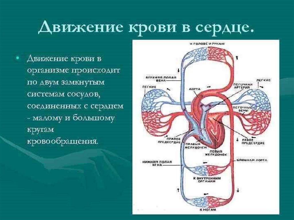 Таблица малого круга кровообращения. Схема большого круга кровообращения в организме человека. Круги кровообращения топографическая анатомия. Малый круг кровообращения регуляция. Ток крови в сердце схема.
