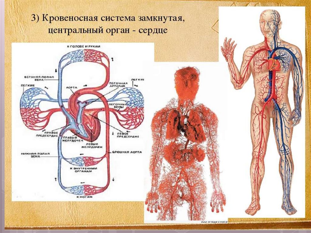 Назвать органы кровеносной системы. Схема кровяной системы человека. Кровеносная система человека. Rhjdtyjcyfzсистема человека. Кровеносная система схема.