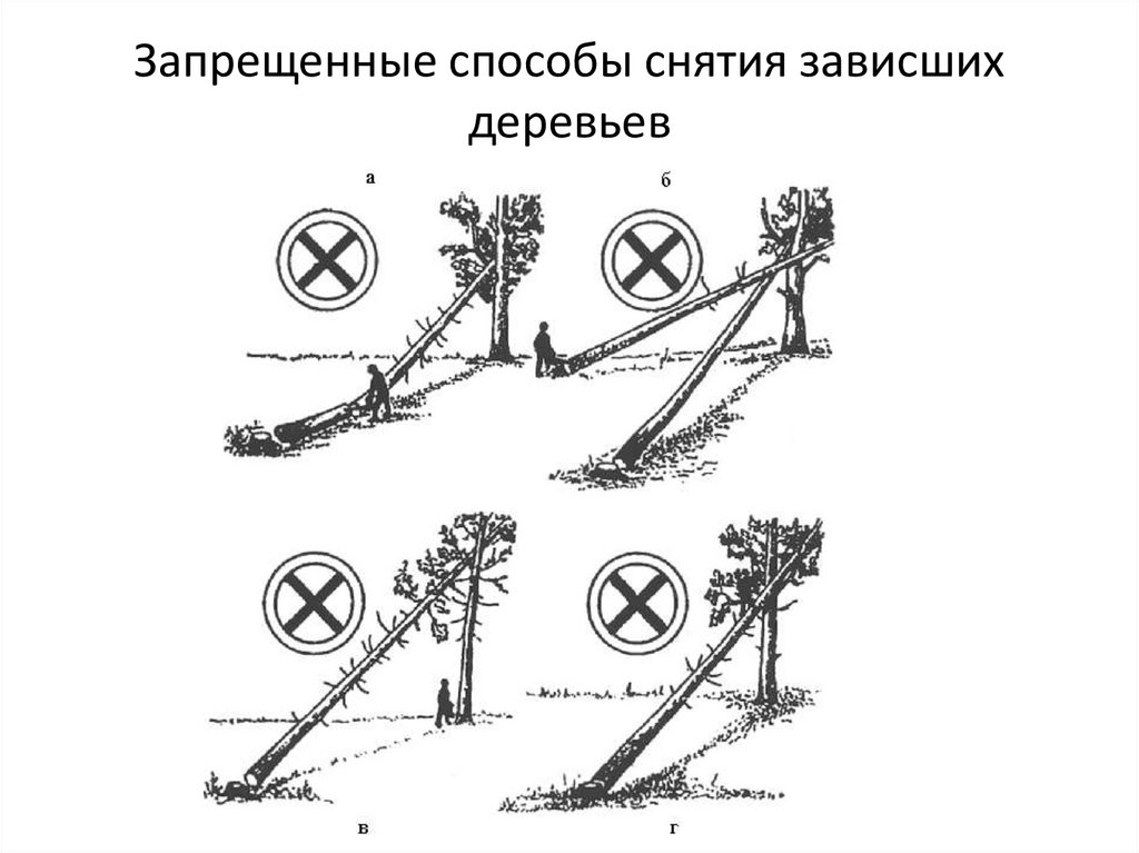 Запрещенный способ. Валка деревьев трактором схема. Крепление лебедки к дереву запрещено. Порядок выполнения работ при валке зависших деревьев. Чураки от комля зависшего дерева.