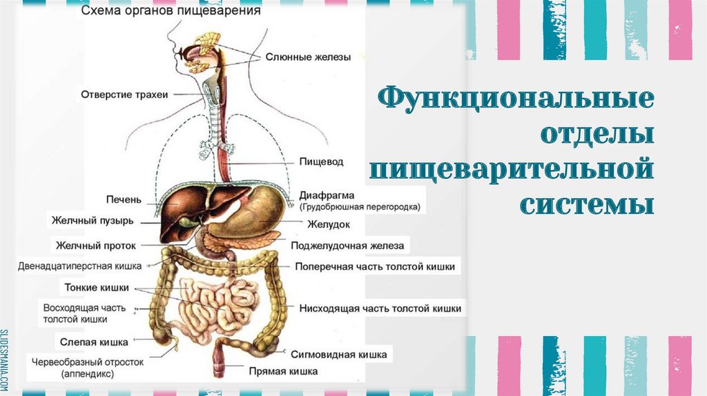 К пищеварительному каналу относят пищевод