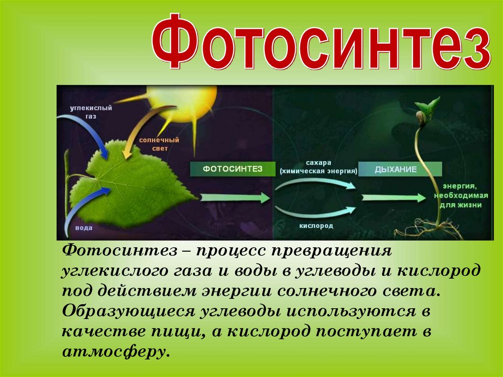 Организм живущий только при отсутствии кислорода. Ajnjcbyntp 6 rkfc ,bjkjubz. Фотосинтез 6 класс биология. Процесс фотосинтеза 6 класс. В процессе фотосинтеза.кислород углекислый ГАЗ.