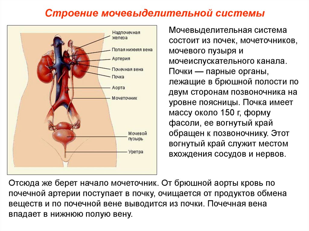 Мочевыделительная система человека включает почки надпочечники мочеточники