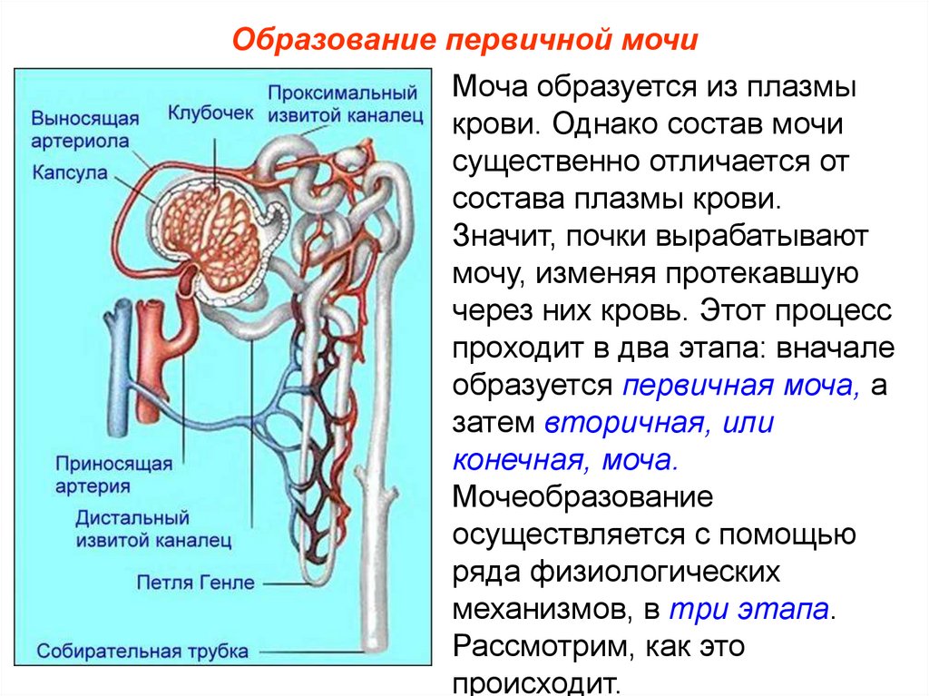Первичная моча содержит белки. Нефрон капсула Шумлянского Боумена. Извитые канальца почки. Капсула нефрона и извитой каналец. Капиллярный клубочек нефрона.