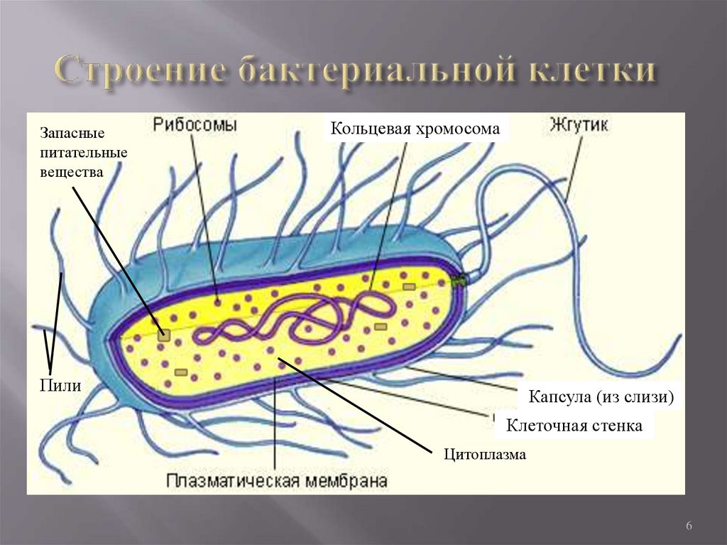 Клетки прокариот не имеют ядра. Строение бактериальной клетки прокариот. Структура клетки прокариот. Схема строения прокариотической клетки бактерии. Строение прокариотической бактериальной клетки.