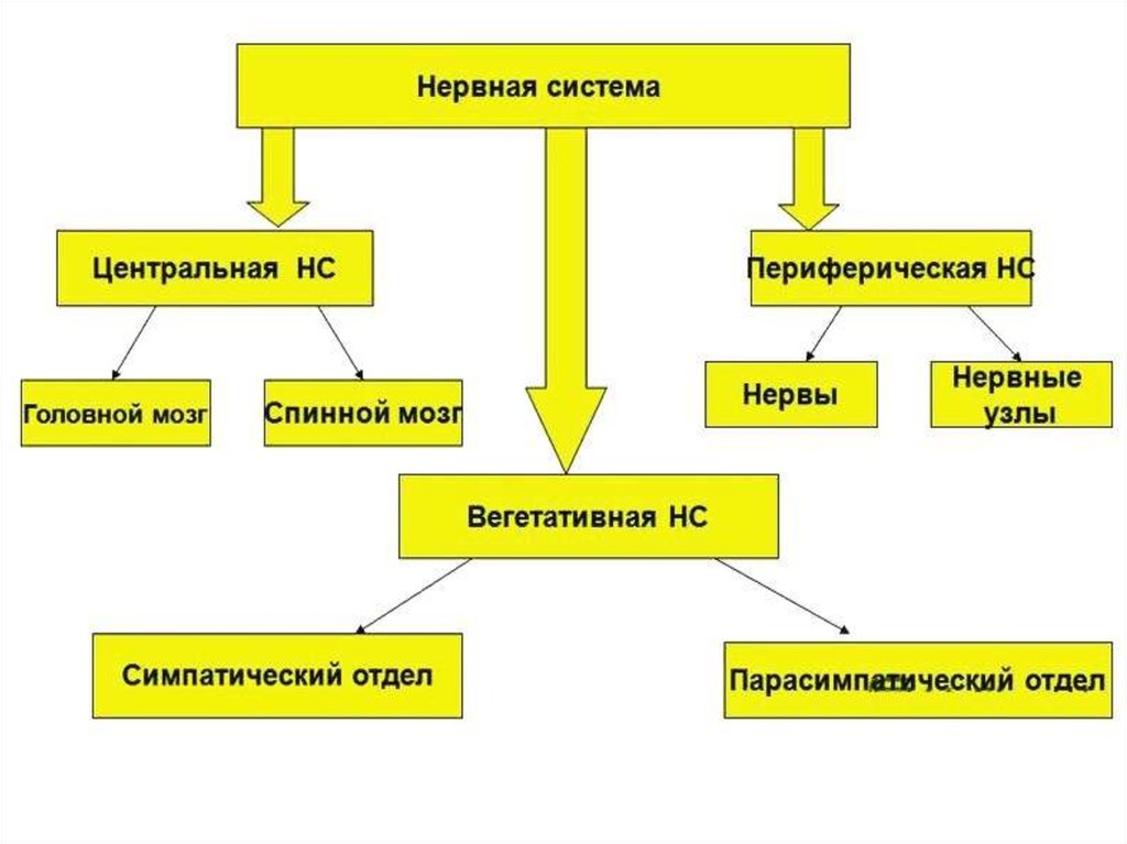 Укажите название данного подразделения