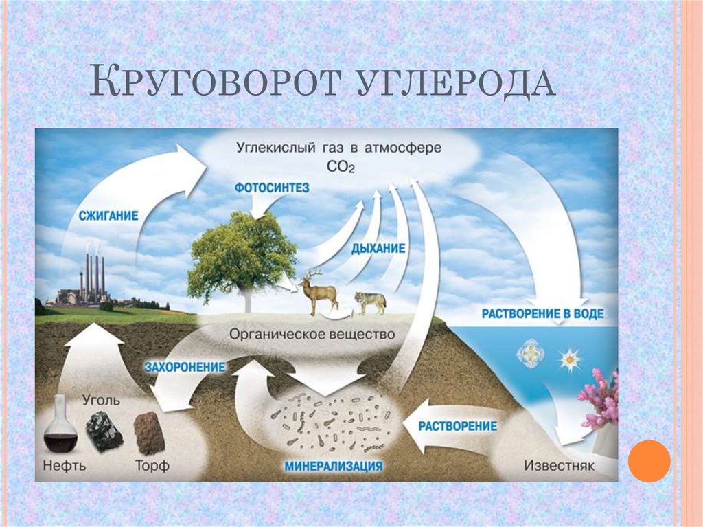 Биогеохимический цикл азота схема