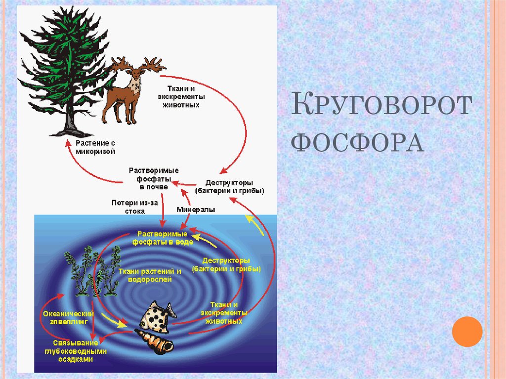 Круговорот фосфора рисунок