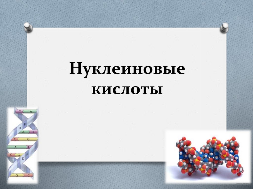 Нуклеиновые кислоты презентация по химии 10 класс профильный уровень