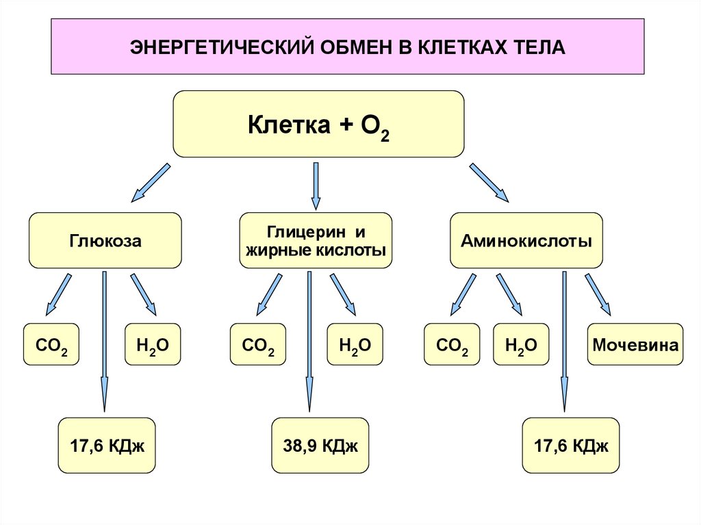 Схемы энергетического обмена