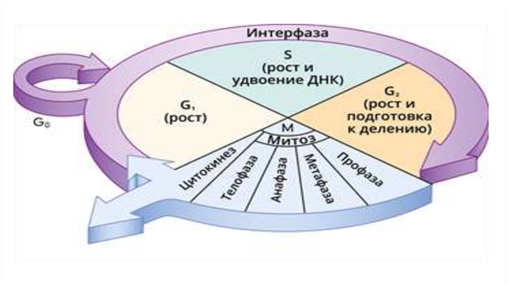 Днк интерфаза