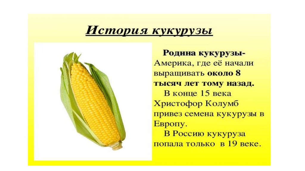 Кукуруза относится к группе. Кукуруза культурное растение 3 класс. Кукуруза доклад. Сообщение о кукурузе. Сообщение о культурном растении кукуруза.