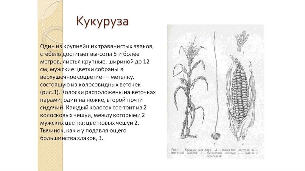 Кукуруза рисунок биология