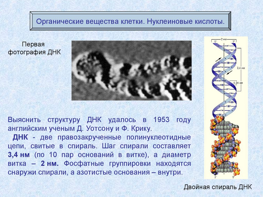 Задачи нуклеиновых кислот. Структура ДНК 1953. Органические вещества клетки ДНК. Нуклеиновые кислоты ДНК.