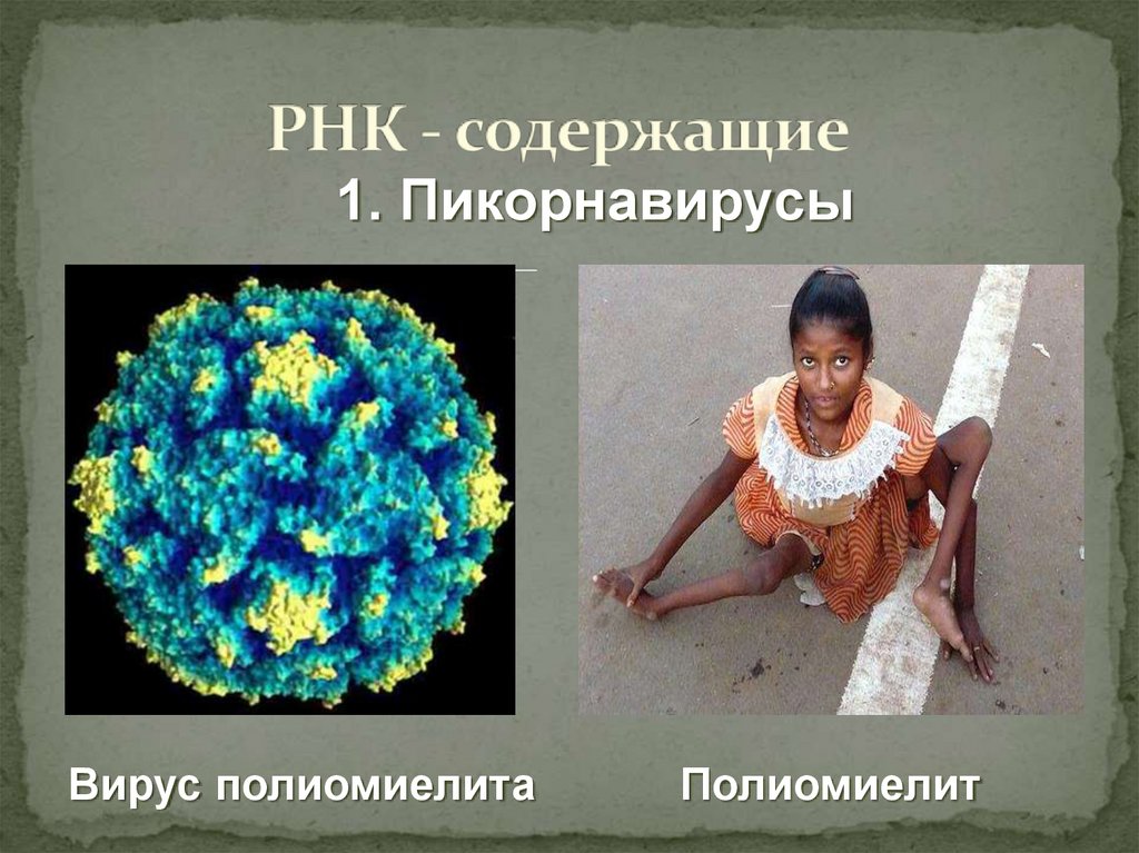 РНК - содержащие