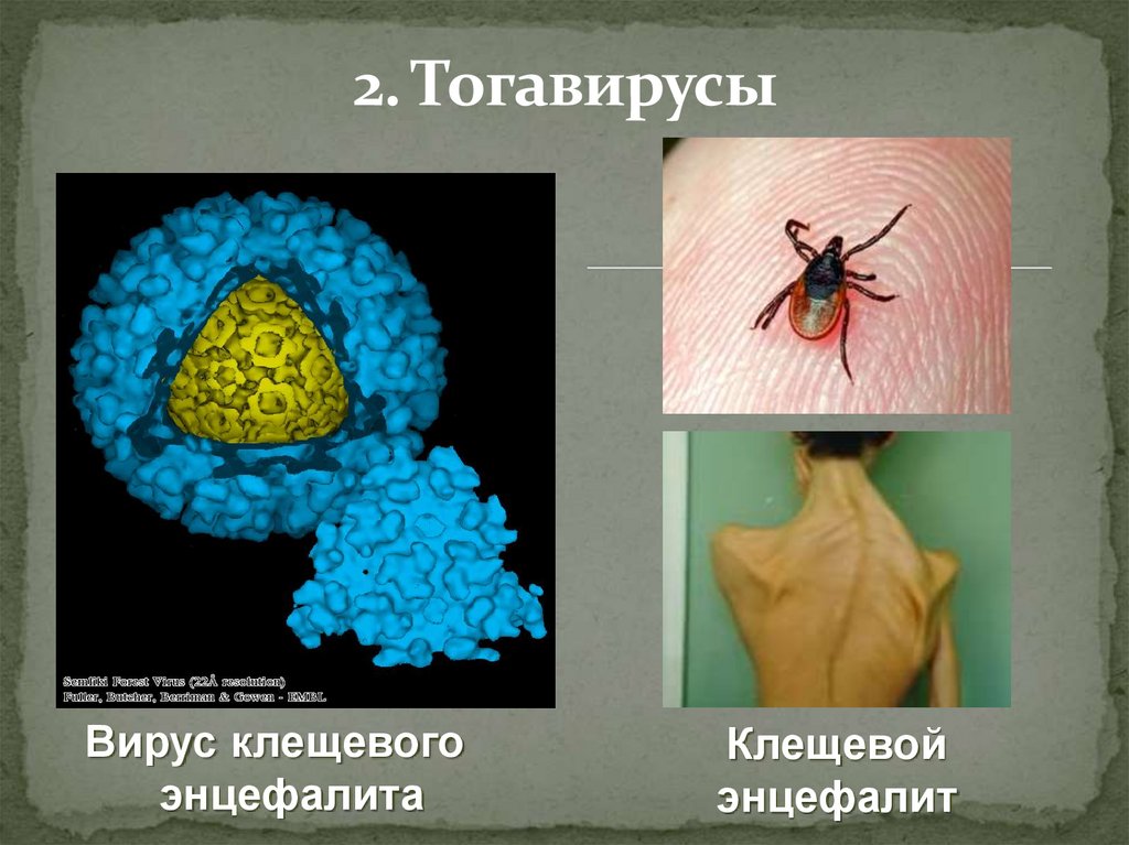 Тогавирусы вирус краснухи презентация