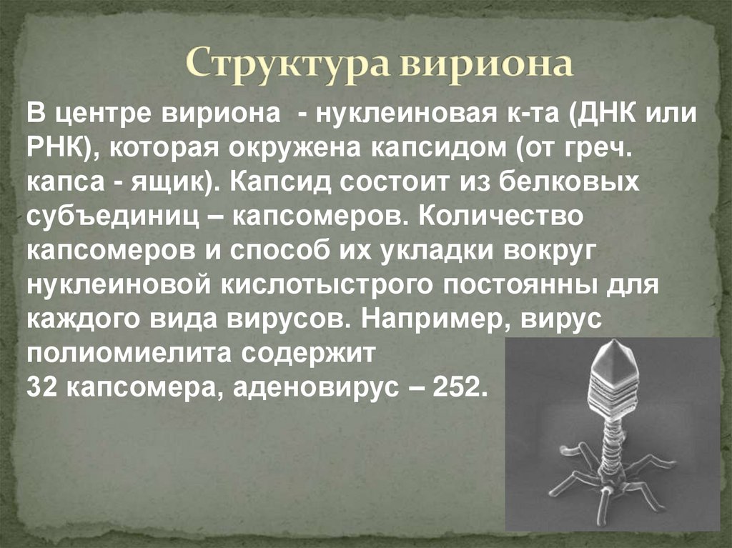 Структура вириона