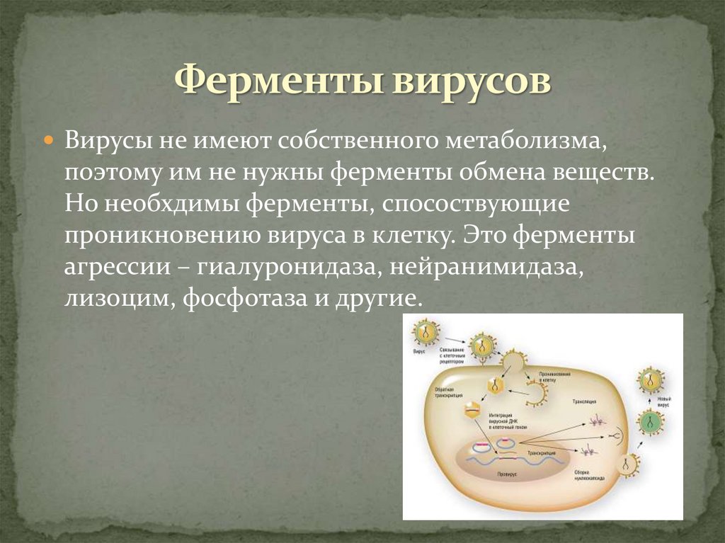 Ферменты вирусов