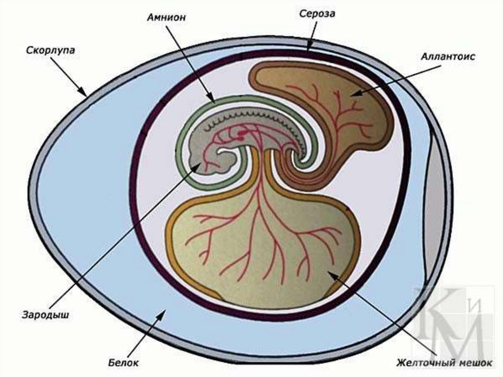 Схема зародышевых оболочек