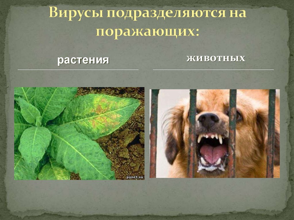 Вирусы подразделяются на поражающих: