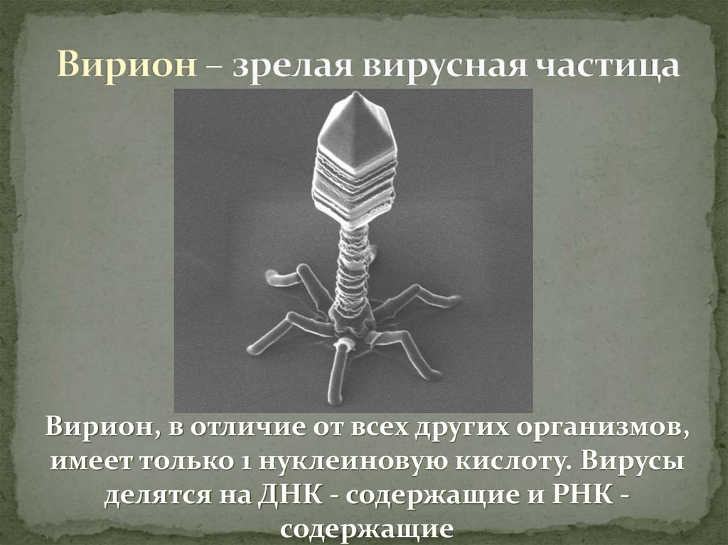 Вирион – зрелая вирусная частица