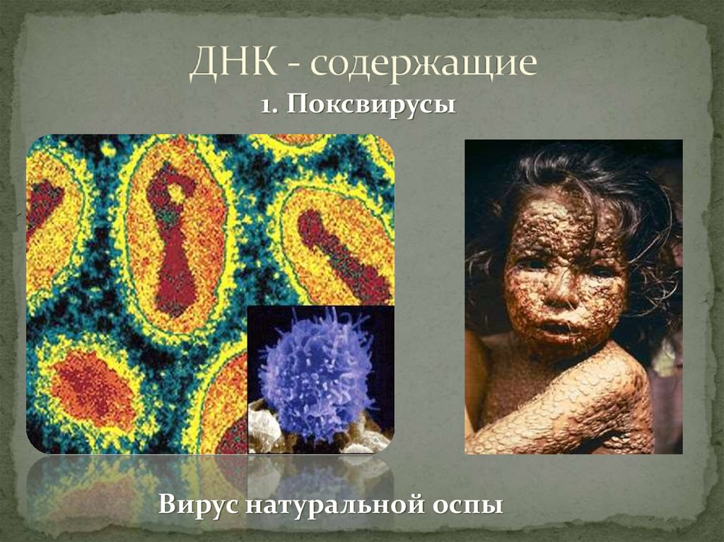 ДНК - содержащие