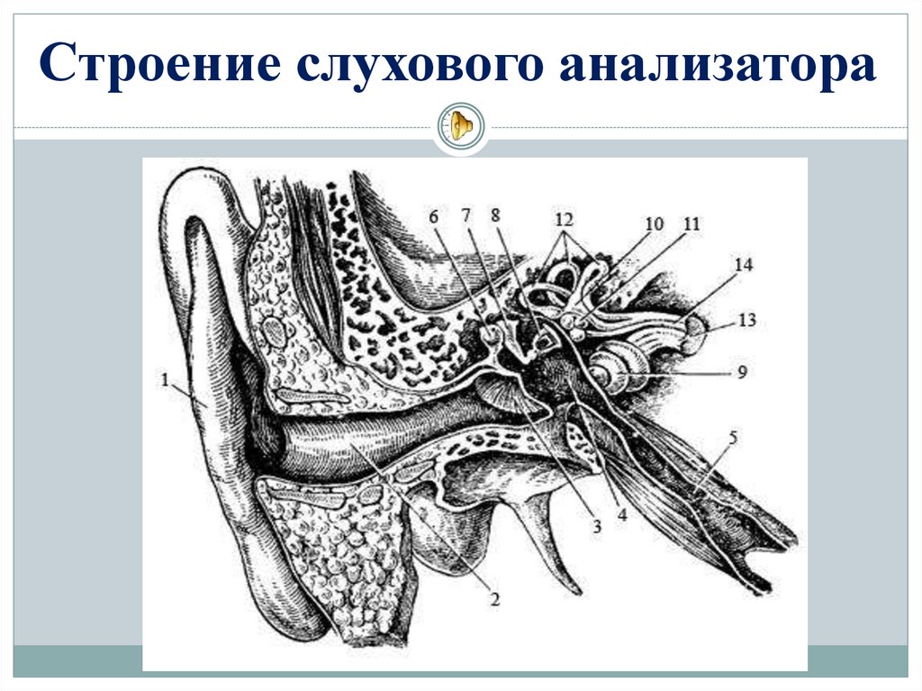 Что изображено на рисунке какие структуры обозначены назови их функции слуховой анализатор