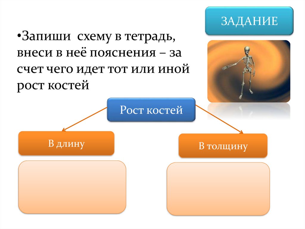 Доклад на тему тетрадь. Рост кости в длину и толщину. Рост костей в длину и толщину. За счет чего кость растет в длину. Что обеспечивает рост кости.