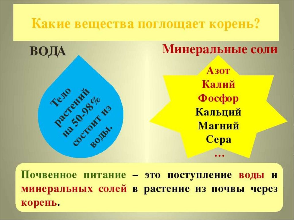 Минеральные соли растения. Какие вещества поглощает корень. Какие вещества поглощают растения из почвы. Какие вещества поглощает корень из почвы. Какие вещества поглощает корень растения из почвы.