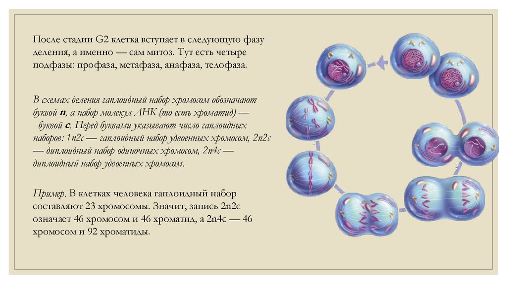 Мейоз расхождение хромосом. Сравнение митоза и мейоза. Когда расходятся хромосомы в мейозе.