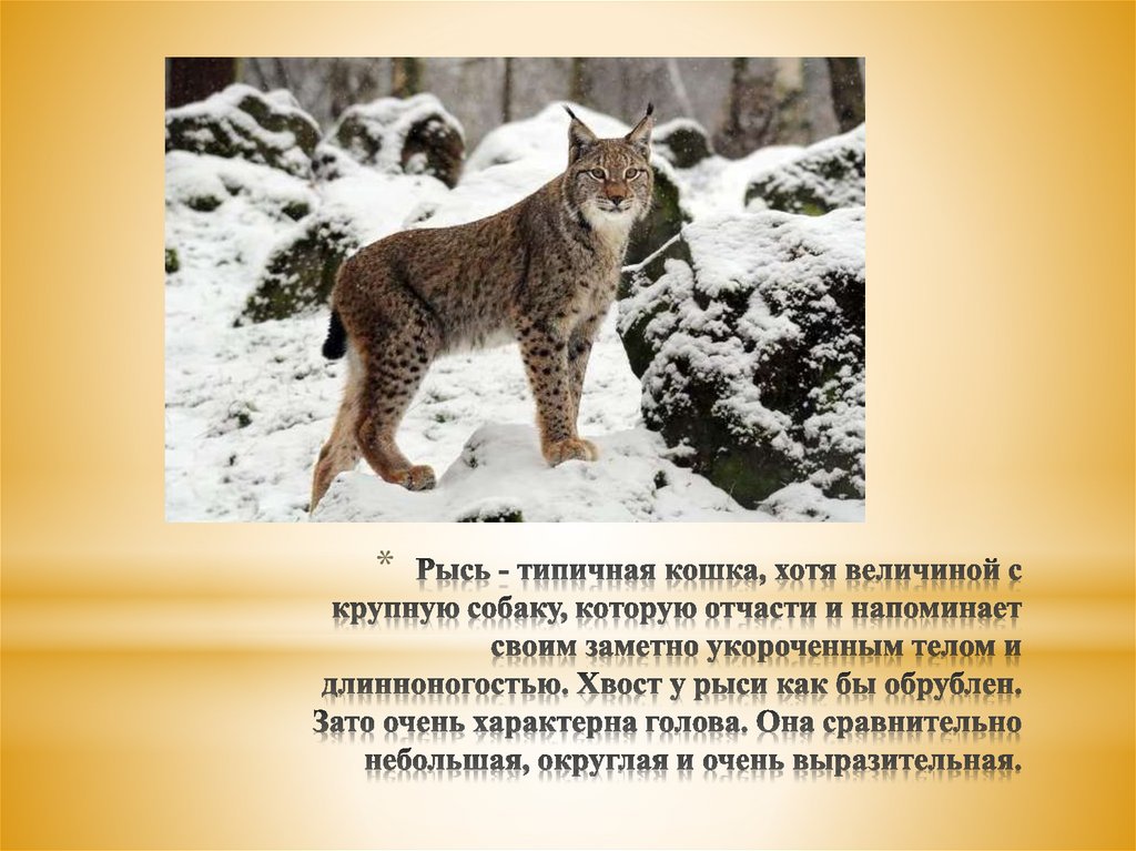 Рысь описание. Сахалинская Рысь. Сахалинская Рысь описание. Рысь сородичи. Систематика рыси обыкновенной.