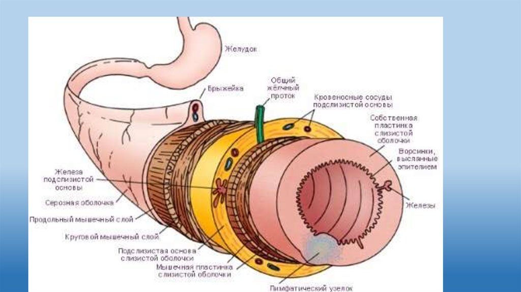 Кольцевой стенок. Послойное строение стенки кишки. Строение стенок желудочно кишечного тракта. Слои мышечной оболочки пищеварительной трубки. Мышечная оболочка тонкого кишечника.