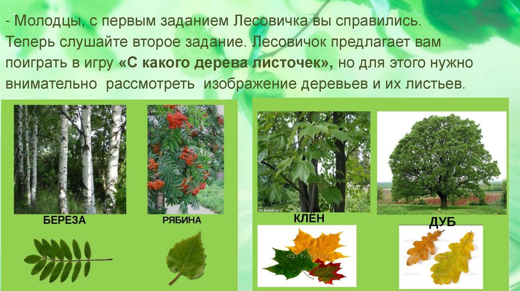 Леса и Луга нашей Родины занятие в старшей группе Соломенникова. Леса и луга нашей родины презентация