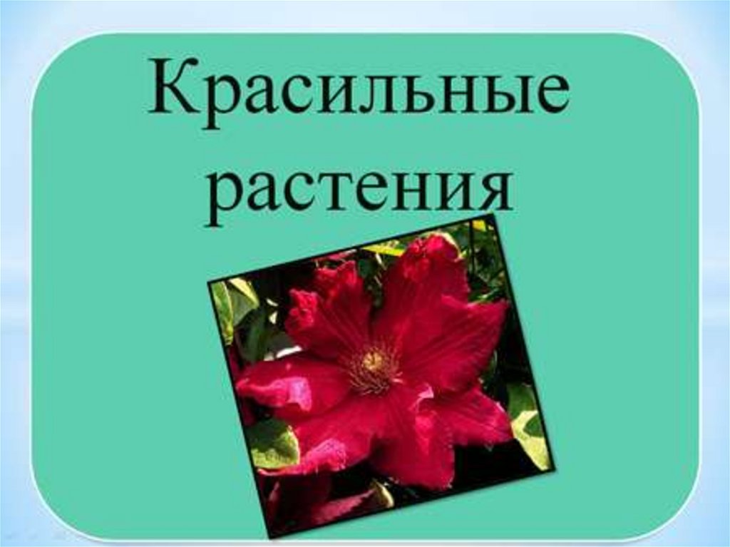 Красильные растения презентация