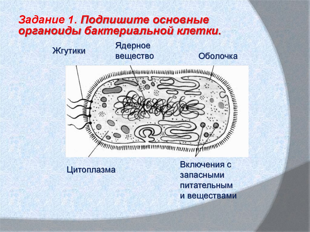Ядерное вещество у бактерий расположено в. Строение клетки бактерии органоиды. Подпишите основные органоиды бактериальной клетки. Бактериальная клетка строение основные органоиды клетки. Основные органоиды бактериальной клетки являются.