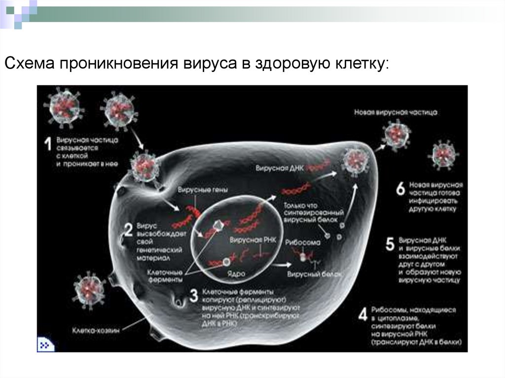 Опишите схему функционирования загрузочного вируса кратко