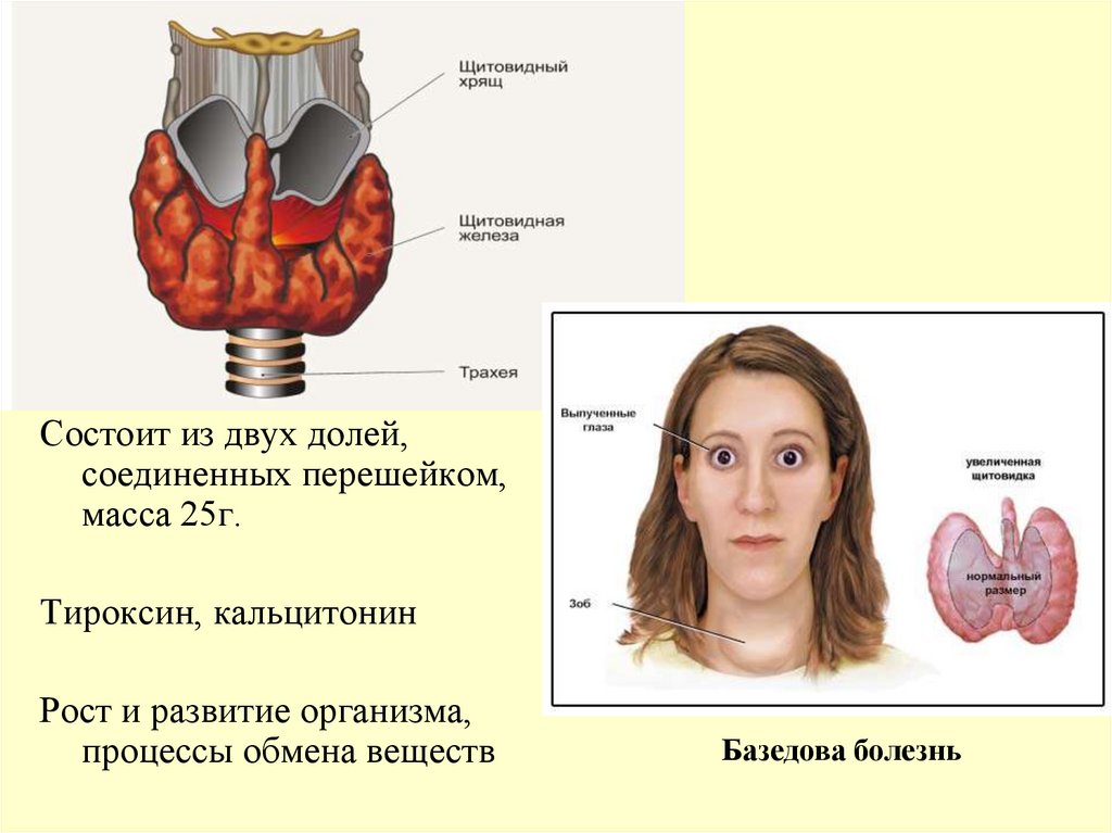 Кальцитонин щитовидной железы