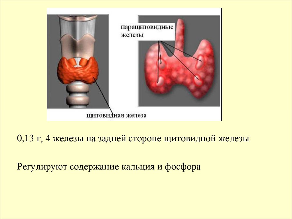 Железы регулирующие работу других желез