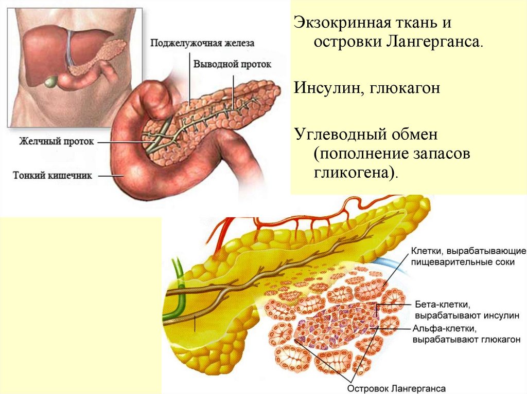 Экзокринные железы выводные протоки. Островки Лангерганса. Экзокринная секреция Синтез. Эндокринный аппарат желудка. Поджелудочная железа состоит из экзокринной и эндокринной части,.