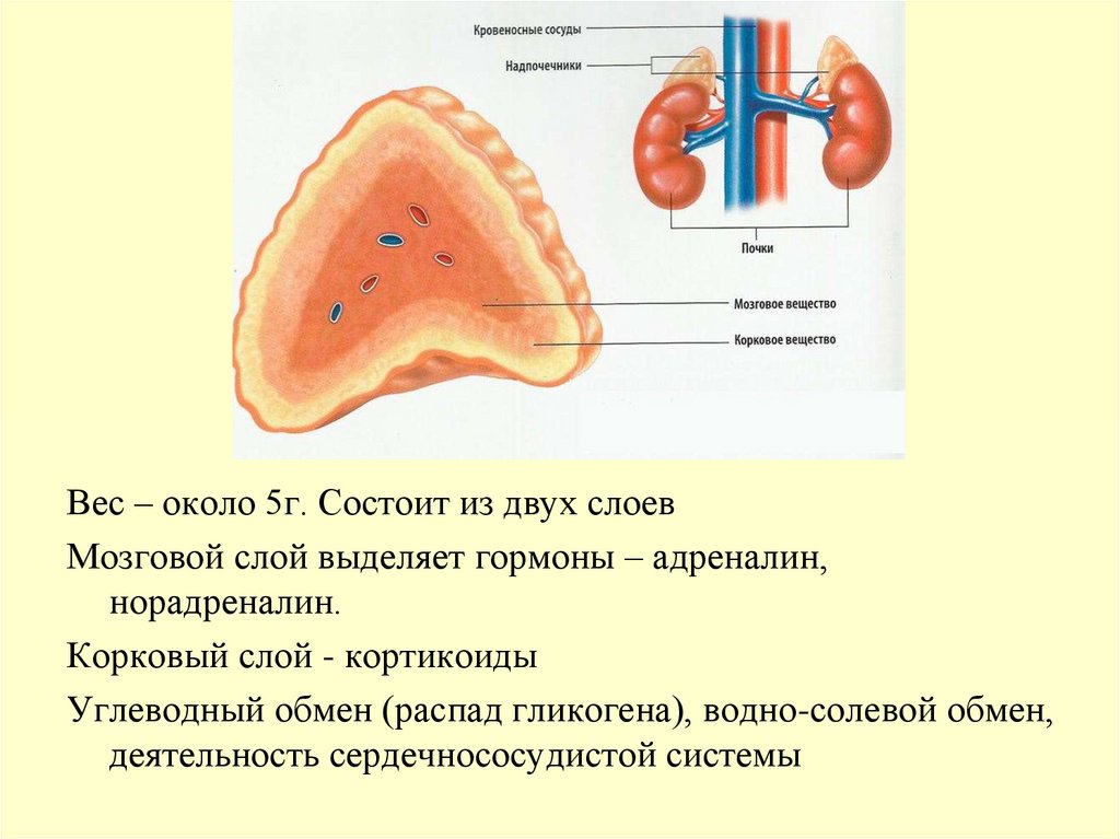 Мозговой слой