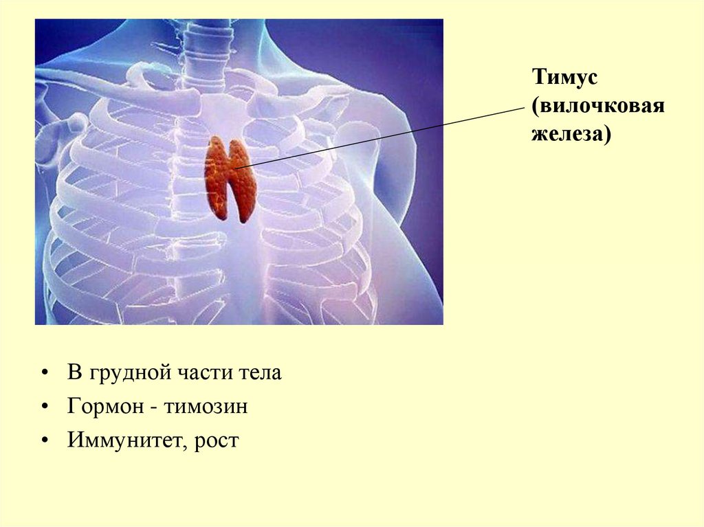 Тимус в теле человека